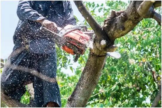 tree services Sterling City